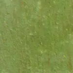 Apple Green
